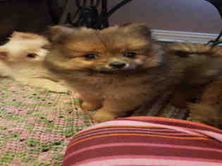 Medium Photo #1 Pomeranian-Unknown Mix Puppy For Sale in Plano, TX, USA