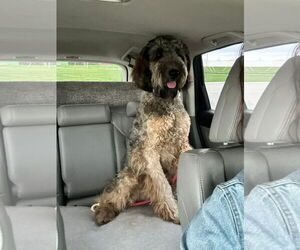Poodle (Standard)-Unknown Mix Dogs for adoption in Germantown, OH, USA