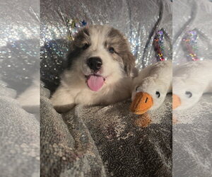 Great Pyrenees Dogs for adoption in Spring, TX, USA