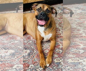 Mutt Dogs for adoption in Greenville, SC, USA