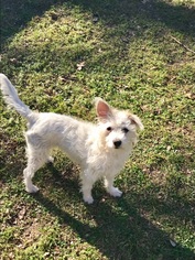 Malchi Dogs for adoption in Dallas, TX, USA