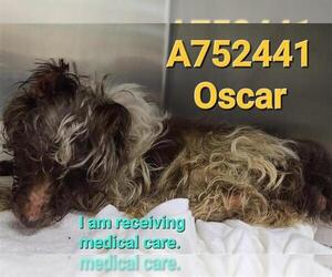 Mutt Dogs for adoption in San Antonio, TX, USA