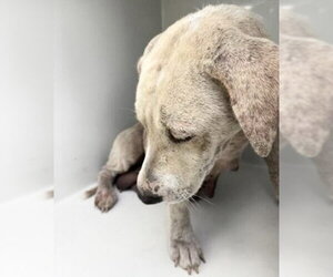 Labrador Retriever-Unknown Mix Dogs for adoption in Houston, TX, USA