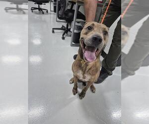 American Pit Bull Terrier Dogs for adoption in Temple, TX, USA