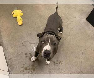 American Pit Bull Terrier Dogs for adoption in Berkeley , CA, USA