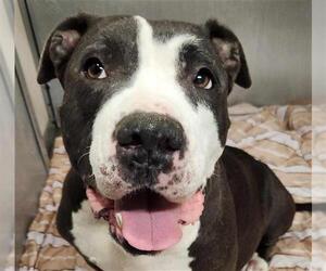 American Pit Bull Terrier-Unknown Mix Dogs for adoption in Stockton, CA, USA