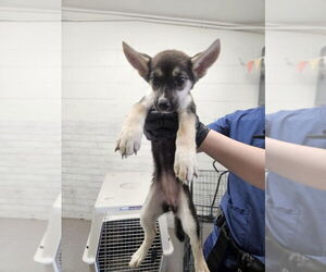 German Shepherd Dog Dogs for adoption in San Bernardino, CA, USA