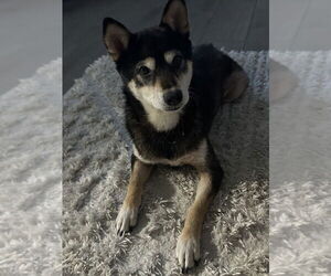 Shiba Inu Dogs for adoption in oakland, FL, USA