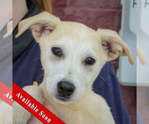 German Shepherd Dog-Huskies Mix Dogs for adoption in Huntley, IL, USA