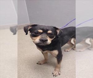 American Pit Bull Terrier-Unknown Mix Dogs for adoption in Las Vegas, NV, USA