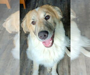 Border Collie-Great Pyrenees Mix Dogs for adoption in Bellingham, WA, USA