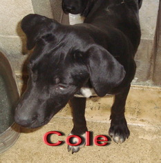 Labrador Retriever-Unknown Mix Dogs for adoption in Coleman, TX, USA