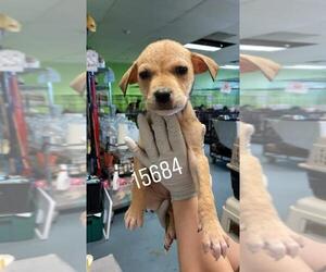 Beagi Dogs for adoption in Chico, CA, USA