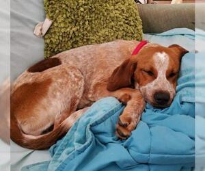 English Coonhound Dogs for adoption in Livonia, MI, USA