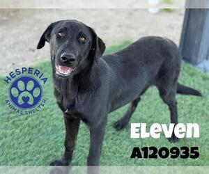 German Shepherd Dog-Unknown Mix Dogs for adoption in HESPERIA, CA, USA