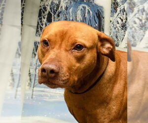 Mutt Dogs for adoption in Sanford, FL, USA