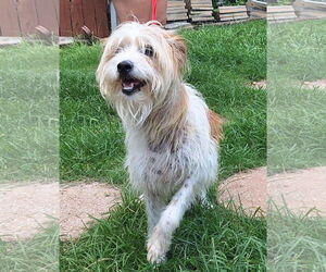 Mutt Dogs for adoption in Wetumpka, AL, USA
