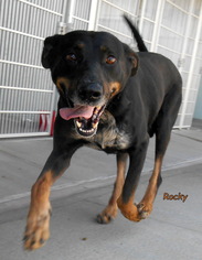 Labrottie Dogs for adoption in Oskaloosa, IA, USA