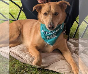 Golden Retriever-Unknown Mix Dogs for adoption in Brooklyn Center, MN, USA