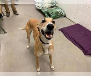 Greyhound Dogs for adoption in Brighton, CO, USA