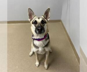 German Shepherd Dog Dogs for adoption in Aurora, CO, USA