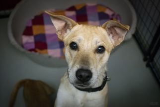 Shiba Inu-Whippet Mix Dogs for adoption in Plano, TX, USA