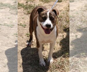 Plott Hound-Unknown Mix Dogs for adoption in Bandera, TX, USA