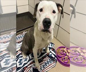 American Pit Bull Terrier-Unknown Mix Dogs for adoption in Fort Wayne, IN, USA