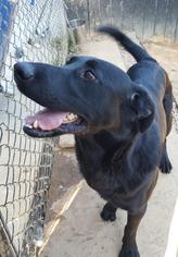 Labrador Retriever-Unknown Mix Dogs for adoption in Rome, GA, USA