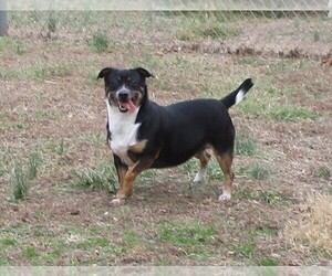 Beagi Dogs for adoption in Ashland, VA, USA