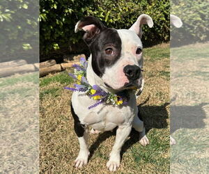American Pit Bull Terrier-Unknown Mix Dogs for adoption in Redlands, CA, USA
