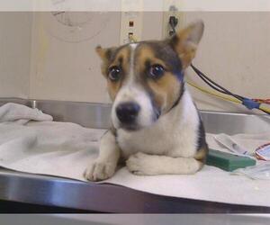 Cardigan Welsh Corgi-Unknown Mix Dogs for adoption in Sacramento, CA, USA