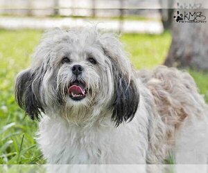 Shih Tzu Dogs for adoption in Norfolk, VA, USA