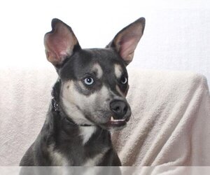 German Shepherd Dog-Siberian Husky Mix Dogs for adoption in Burbank, CA, USA