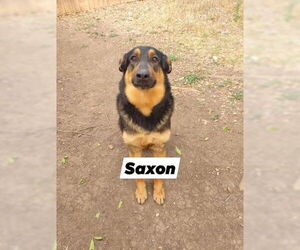 German Shepherd Dog Dogs for adoption in San Antonio, TX, USA