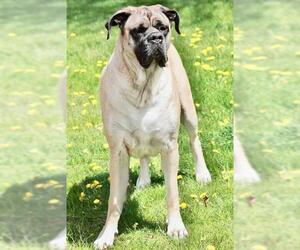 Mastiff Dogs for adoption in Brewster, MA, USA