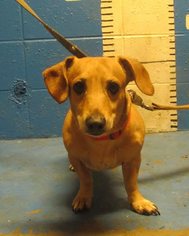 Dachshund Dogs for adoption in Baton Rouge, LA, USA