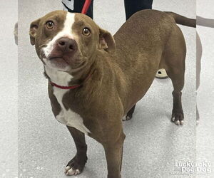 Labrador Retriever-Unknown Mix Dogs for adoption in Washington, DC, USA