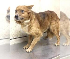 Australian Shepherd-Unknown Mix Dogs for adoption in Riverside, CA, USA