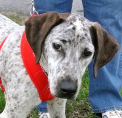 German Shorthaired Pointer-Pointer Mix Dogs for adoption in Murphy, NC, USA