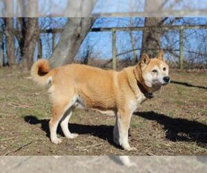 Shiba Inu Dogs for adoption in Chestertown, MD, USA