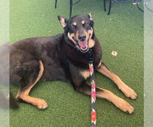 Mutt Dogs for adoption in  Ramona, CA, USA