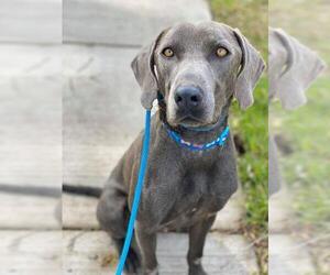 Blue Lacy Dogs for adoption in Dallas, TX, USA