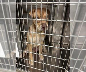 Chinese Shar-Pei-Unknown Mix Dogs for adoption in Oklahoma City, OK, USA