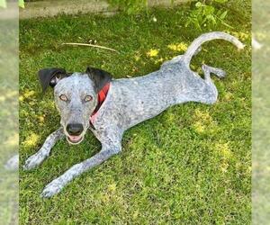 Pointer-Unknown Mix Dogs for adoption in Bakersfield, CA, USA