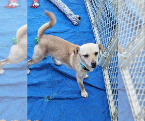 Chihuahua-Unknown Mix Dogs for adoption in Rocky Mount, NC, USA