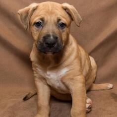 Black Mouth Cur Dogs for adoption in Opelika, AL, USA