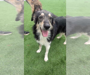 Collie-Unknown Mix Dogs for adoption in NEWPORT NH, NH, USA