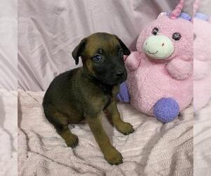 German Shepherd Dog-Unknown Mix Dogs for adoption in Modesto, CA, USA