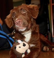 Medium Photo #10 Chesapeake Bay Retriever Puppy For Sale in Von Ormy, TX, USA